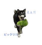 黒柴あずき1（個別スタンプ：14）