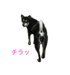 黒柴あずき1（個別スタンプ：15）