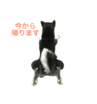 黒柴あずき1（個別スタンプ：16）