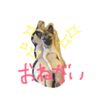 元・野犬との日常生活。（個別スタンプ：1）