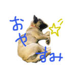 元・野犬との日常生活。（個別スタンプ：4）