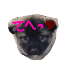 元・野犬との日常生活。（個別スタンプ：5）