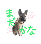 元・野犬との日常生活。（個別スタンプ：6）