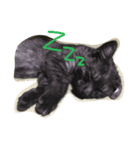 可愛い黒猫クロちゃん（個別スタンプ：1）