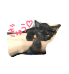 可愛い黒猫クロちゃん（個別スタンプ：3）