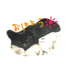可愛い黒猫クロちゃん（個別スタンプ：5）