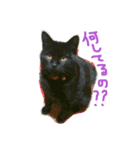 可愛い黒猫クロちゃん（個別スタンプ：7）