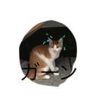 可愛い子猫♡びすけちゃん（個別スタンプ：1）
