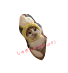 可愛い子猫♡びすけちゃん（個別スタンプ：2）