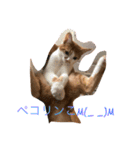 可愛い子猫♡びすけちゃん（個別スタンプ：5）