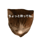 可愛い子猫♡びすけちゃん（個別スタンプ：6）