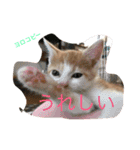 可愛い子猫♡びすけちゃん（個別スタンプ：7）