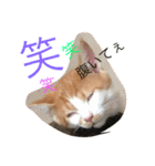 可愛い子猫♡びすけちゃん（個別スタンプ：8）
