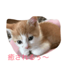 可愛い子猫♡びすけちゃん（個別スタンプ：9）