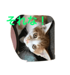 可愛い子猫♡びすけちゃん（個別スタンプ：10）