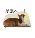可愛い子猫♡びすけちゃん（個別スタンプ：11）