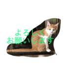 可愛い子猫♡びすけちゃん（個別スタンプ：13）