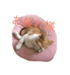 可愛い子猫♡びすけちゃん（個別スタンプ：14）