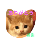 可愛い子猫♡びすけちゃん（個別スタンプ：15）