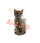 可愛い子猫♡びすけちゃん（個別スタンプ：16）