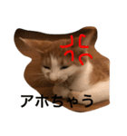 可愛い子猫♡びすけちゃん（個別スタンプ：18）