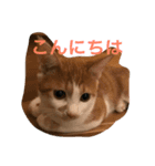 可愛い子猫♡びすけちゃん（個別スタンプ：20）