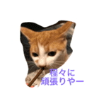 可愛い子猫♡びすけちゃん（個別スタンプ：22）