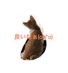 可愛い子猫♡びすけちゃん（個別スタンプ：25）