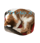 可愛い子猫♡びすけちゃん（個別スタンプ：26）