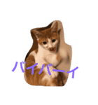 可愛い子猫♡びすけちゃん（個別スタンプ：27）
