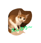 可愛い子猫♡びすけちゃん（個別スタンプ：30）
