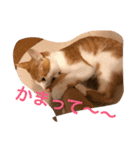 可愛い子猫♡びすけちゃん（個別スタンプ：31）