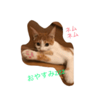 可愛い子猫♡びすけちゃん（個別スタンプ：32）