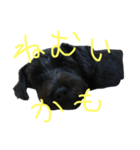ダリオの日常（個別スタンプ：1）