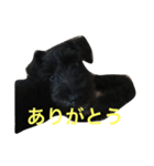 ダリオの日常（個別スタンプ：6）