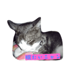 ペットのネコちゃん（個別スタンプ：1）