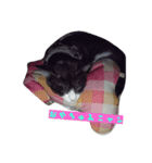 ペットのネコちゃん（個別スタンプ：4）