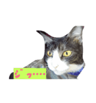 ペットのネコちゃん（個別スタンプ：7）