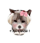 ねこちゃん達（個別スタンプ：1）