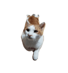 ねこちゃん達（個別スタンプ：2）