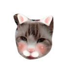 ねこちゃん達（個別スタンプ：3）