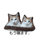 ねこちゃん達（個別スタンプ：4）