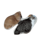 ねこちゃん達（個別スタンプ：5）