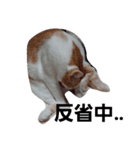 ねこちゃん達（個別スタンプ：6）