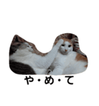 ねこちゃん達（個別スタンプ：7）