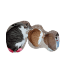 ねこちゃん達（個別スタンプ：8）