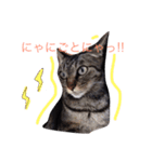 私の猫と犬（個別スタンプ：1）