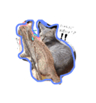 私の猫と犬（個別スタンプ：4）