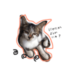 私の猫と犬（個別スタンプ：6）