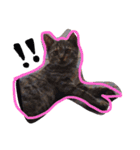 私の猫と犬（個別スタンプ：7）
